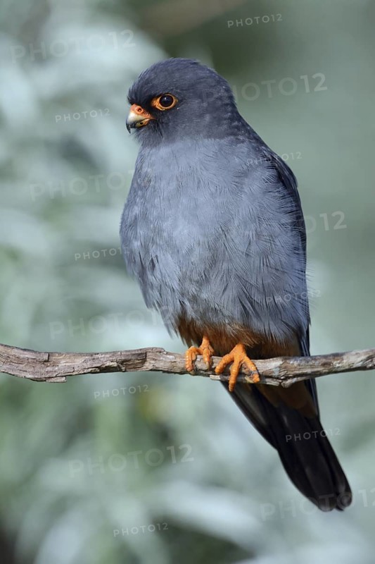 Red-footed Falcon (Falco vespertinus) male Hungary