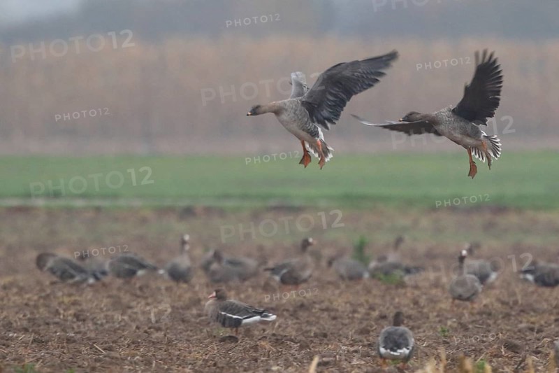 Taiga Bean Goose (Anser fabalis) flying, North Rhine-Westphalia, Germany