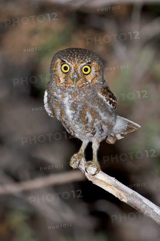 Elf Owl (Micrathene whitneyi) perched on a branch in southern Arizona, USA