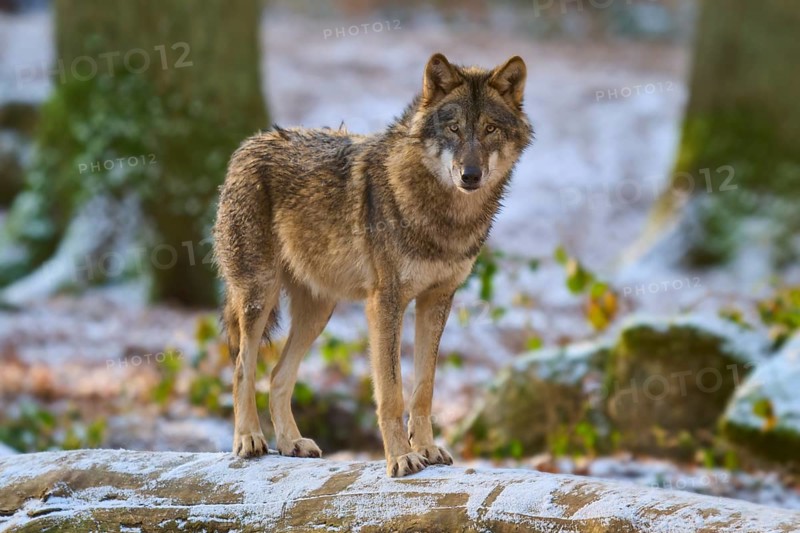 A lone wolf stands on a snow-covered tree trunk in a wintry forest, Winter, Wolf (Canis lupus), Germany