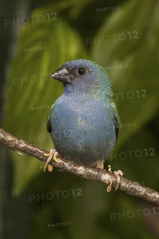 Tricolored Parrotfinch (Erythrura tricolor)