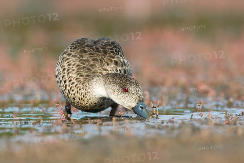Grey Teal (Anas gracilis) feeding, Victoria, Australia