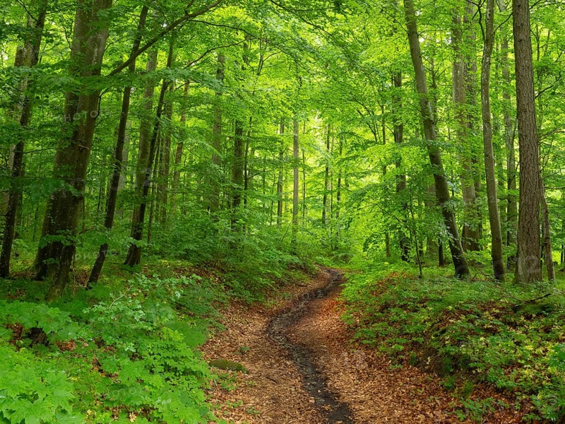 Beech woodland (Fagus slyvatica), and dried out stream, Gangolfsberg, Rhön Biosphere Reserve, Bavaria, Germany