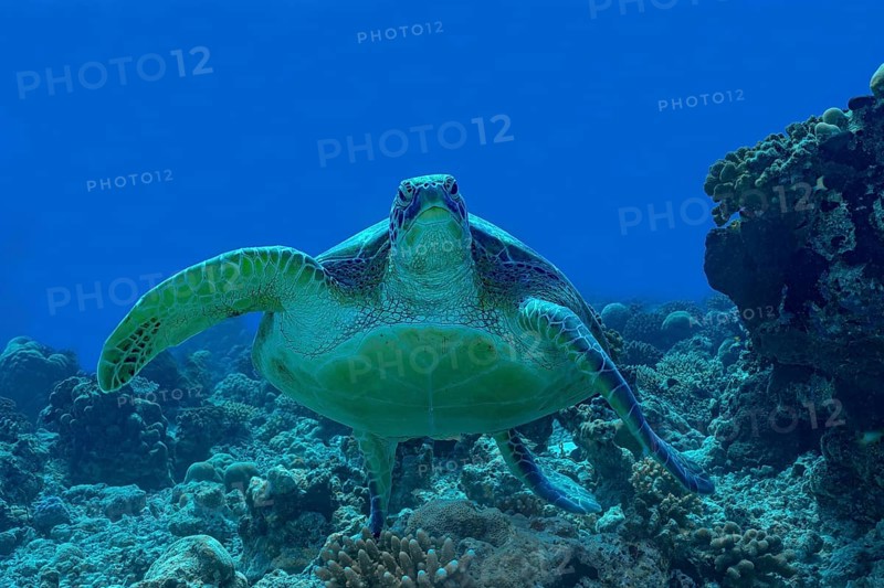 A majestic green sea turtle glides through the vibrant coral reef waters of the Maldives, showcasing the rich marine biodiversity and stunning underwater scenery of the region
