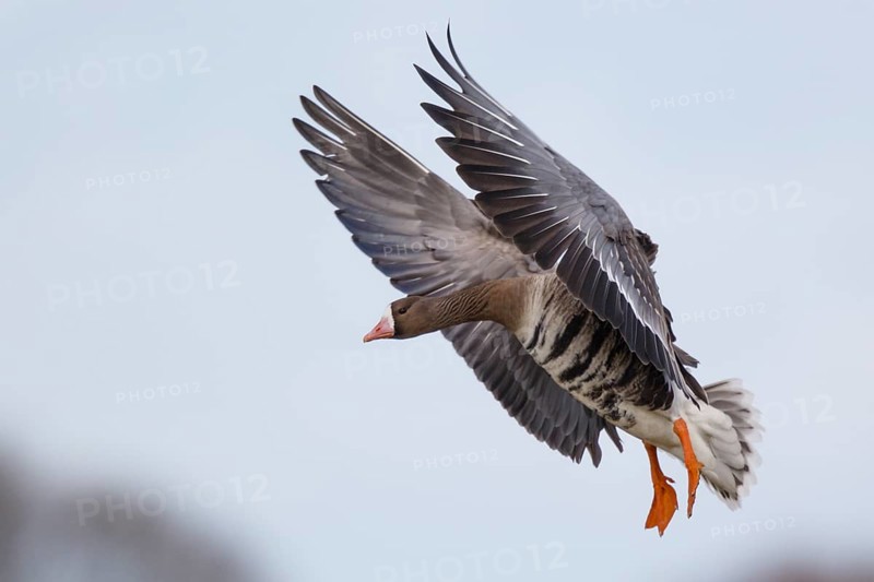 Greater White-fronted Goose (Anser albifrons) landing, North Rhine-Westphalia, Germany