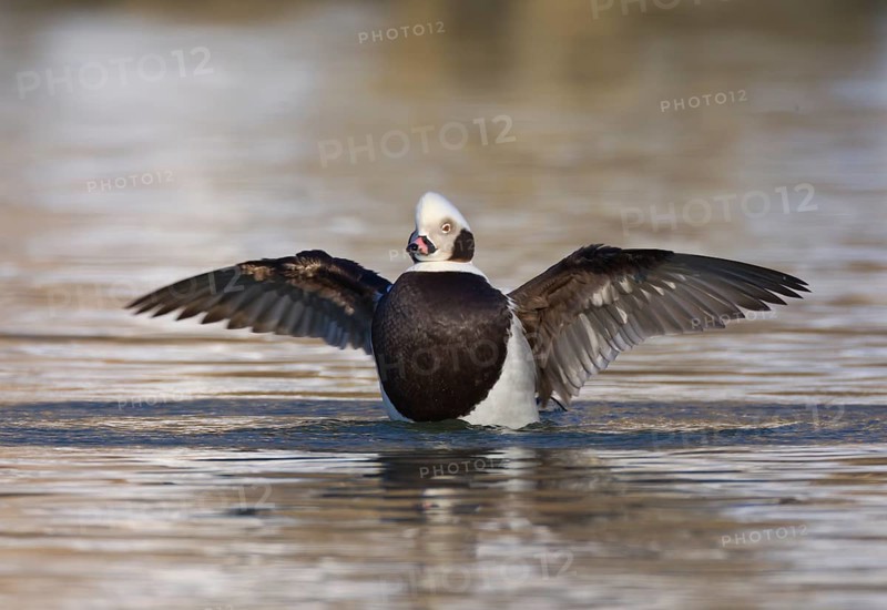 Long-tailed Duck (Clangula hyemalis) male flapping wings, Ohio, USA