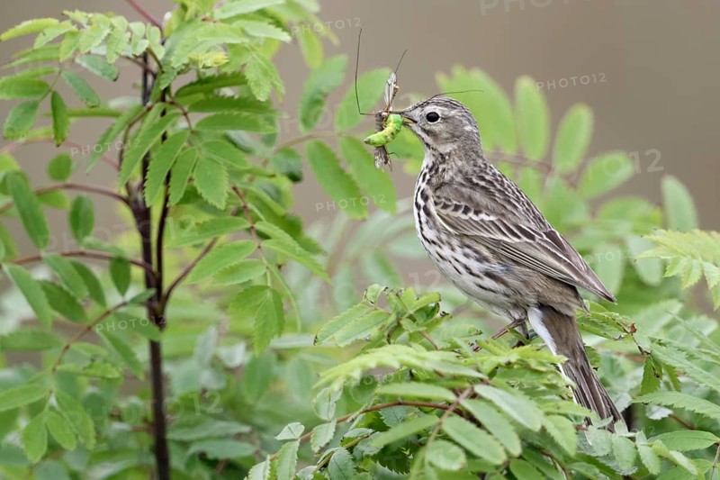 Meadow Pipit (Anthus pratensis) perched on a branch with insects in its beak, Netherlands