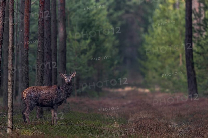 In mid-March, the younger red deer (Cervus elaphus) usually still wear their antlers, while the older members of the species shed their antlers from mid-February, shedding time, antler loss, March, Germany