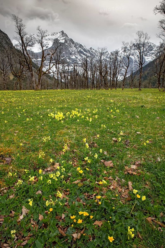 The Großer Ahornboden in spring, blooming primroses, Großer Ahornboden, Karwendelgebirge, Tyrol, Austria