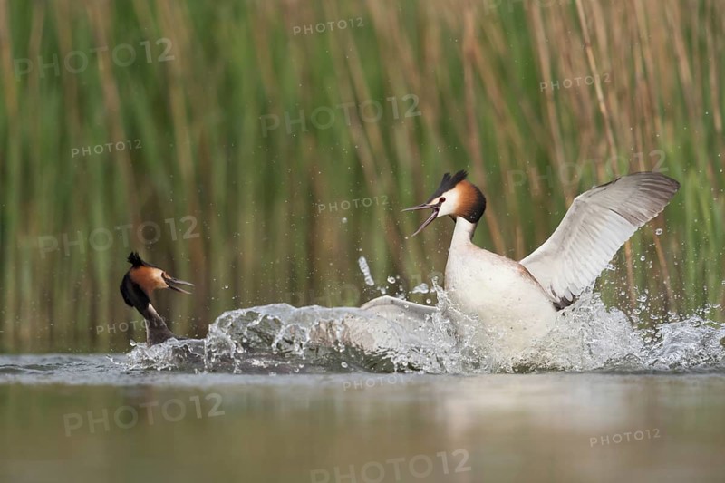 Great Crested Grebe (Podiceps cristatus) fighting over territory, North Rhine-Westphalia, Germany