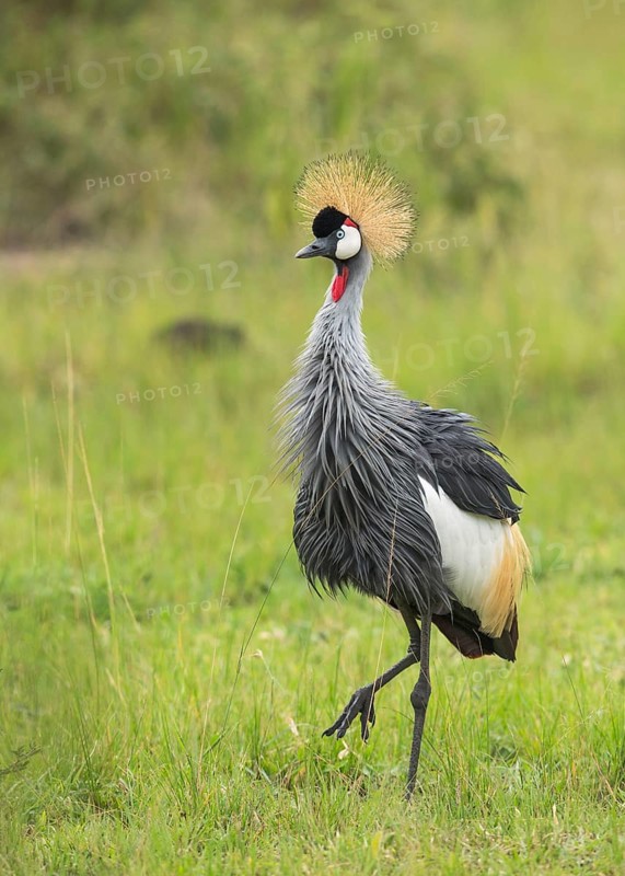 Grey Crowned Crane (Balearica regulorum), Uganda