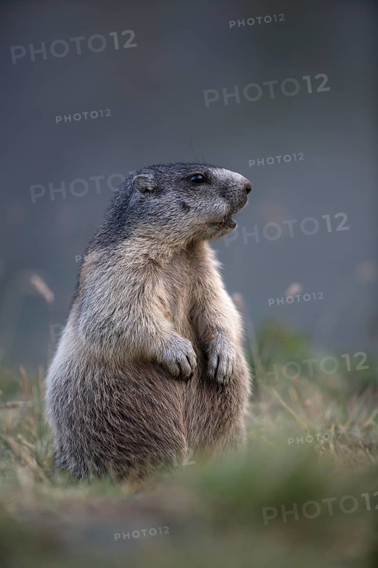One young Alpine Marmot, Marmota marmota, sitting erected. Großglockner mountain range in the background