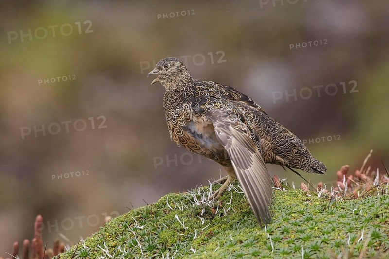 Rufous-bellied Seedsnipe (Attagis gayi), Napo, Ecuador