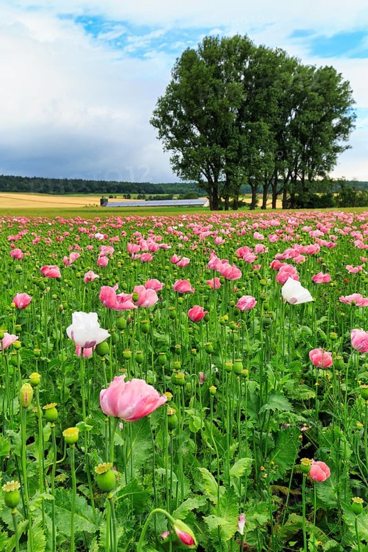 Opium poppy (Papaver somniferum), cultivation of edible poppy, poppy field, pink flowers and seed capsules, Germerode, Meißner, Geo-nature park Park Frau-Holle-Land, Hesse, Germany