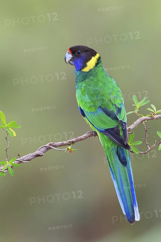 Twenty-eight Parrot (Barnardius zonarius semitorquatus) male, Western Australia, Australia