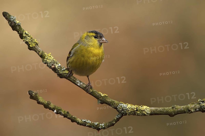 Eurasian Siskin (Spinus spinus) male, Utrecht, Netherlands