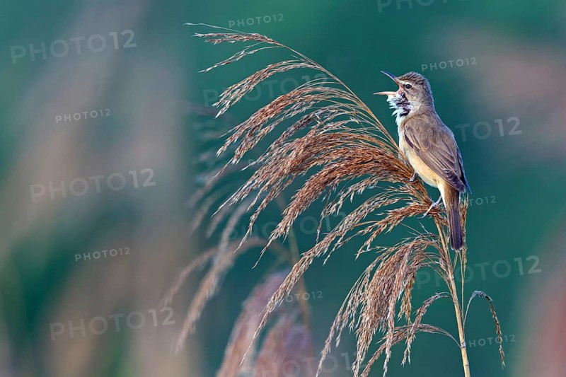 Reed warbler, (Acrocephalus arundinaceus), reedbed perch, biotope, habitat, animals, birds, songbird, reed warbler genus, Lobau, Vienna, Donaustadt, Vienna, Austria
