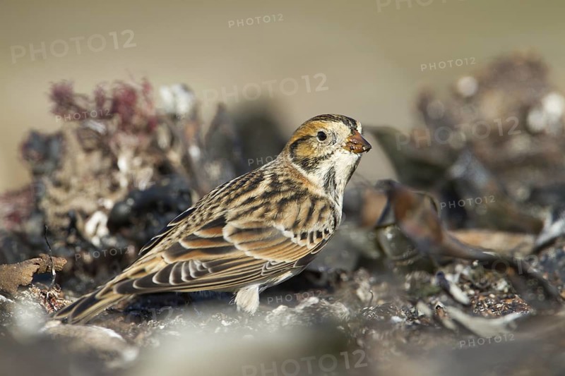 Lapland Longspur (Calcarius lapponicus), Schleswig-Holstein, Germany