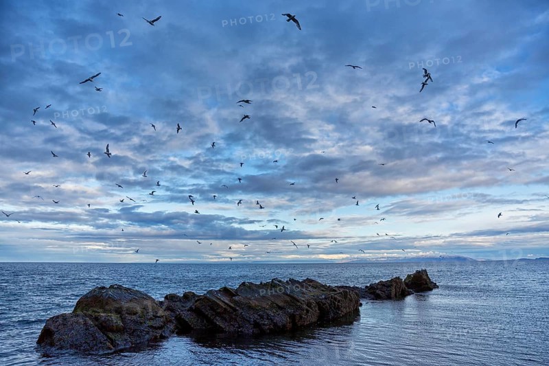 Dreizehenmöwe, Black-legged Kittiwake, Kittiwake, Rissa tridactyla, Mouette tridactyle, Gaviota Tridáctila