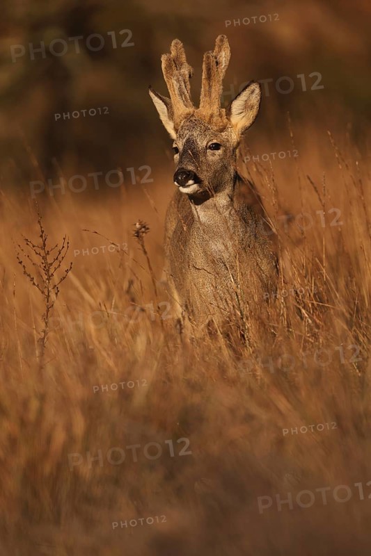 A roe deer stands gracefully amidst tall grasses in a sunlit field, bathed in the warm hues of golden hour, creating a serene and tranquil nature scene