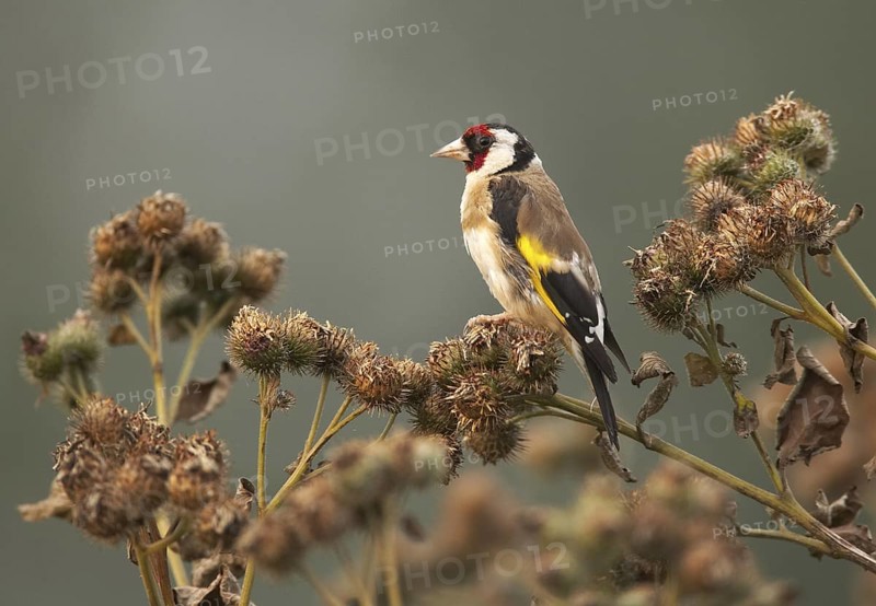 European Goldfinch (Carduelis carduelis) male, Mecklenburg-Western Pomerania, Germany