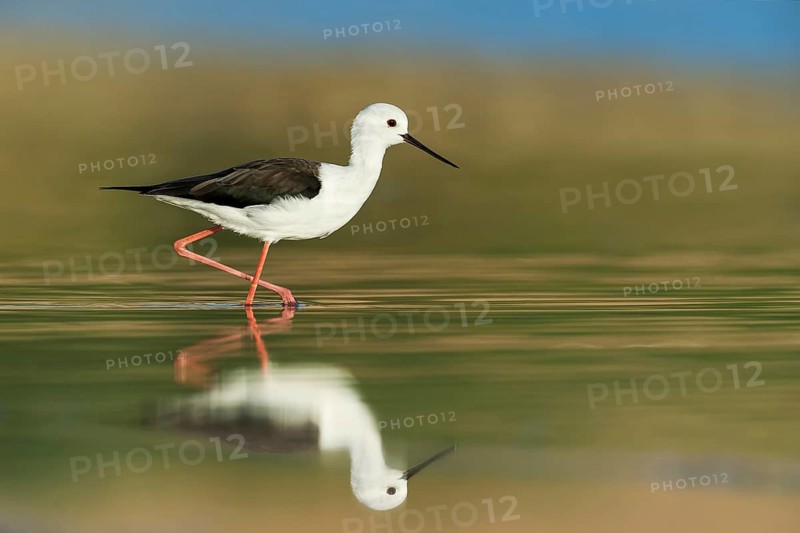 Black-winged Stilt (Himantopus himantopus), Eilat, Israel