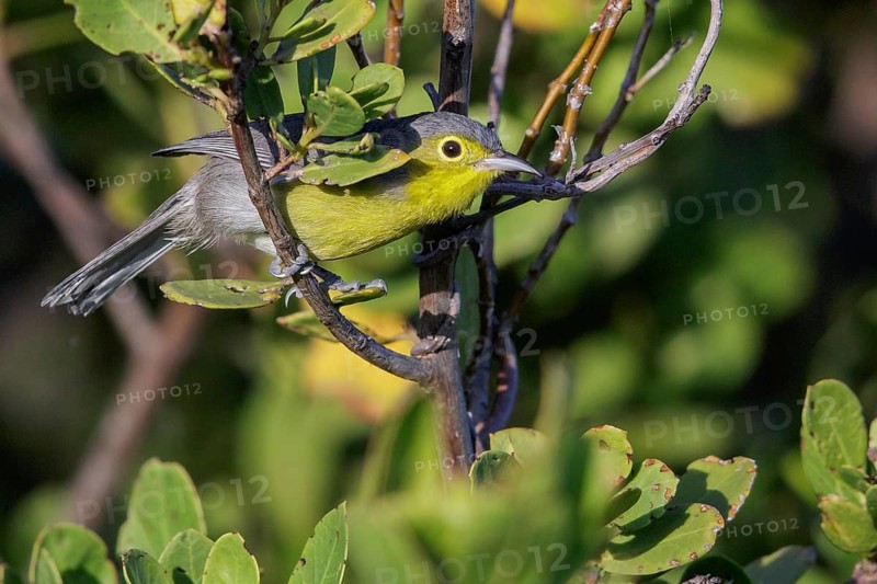 Oriente Warbler (Teretistris fornsi) perched on a branch in Cuba
