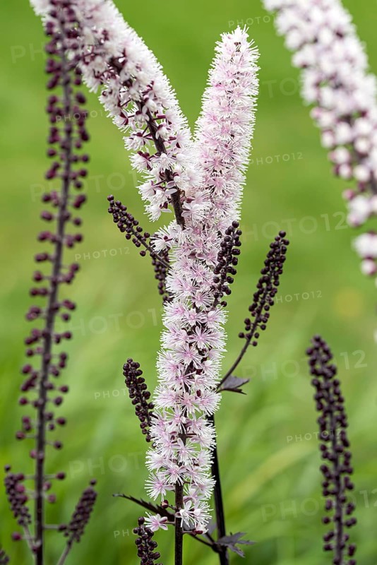 Silver primrose (Actaea simplex 'Chocoholic')