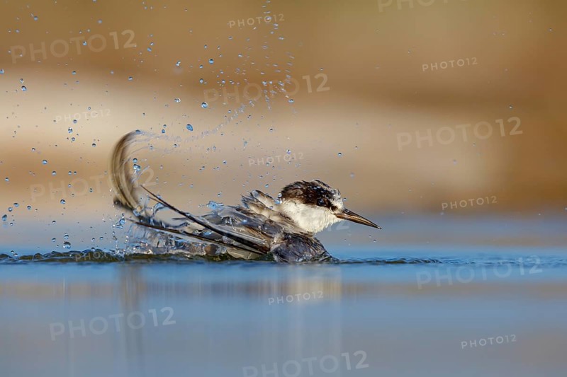 Oriental Tern, (Sterna saundersii), Sterna saundersi, Tern bathing in water, Animals, Birds, Terns, Raysut, Salalah, Dhofar, Oman