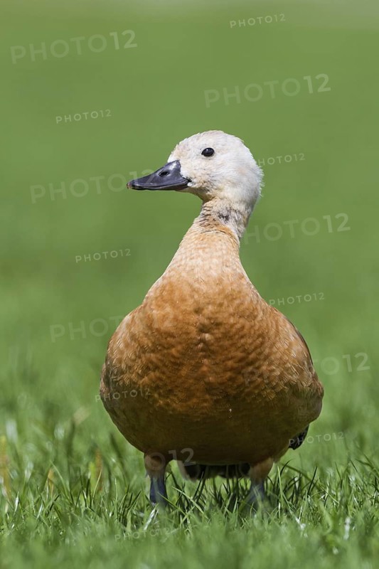 Ruddy Shelduck (Tadorna ferruginea) juvenile, Thurgovia, Switzerland