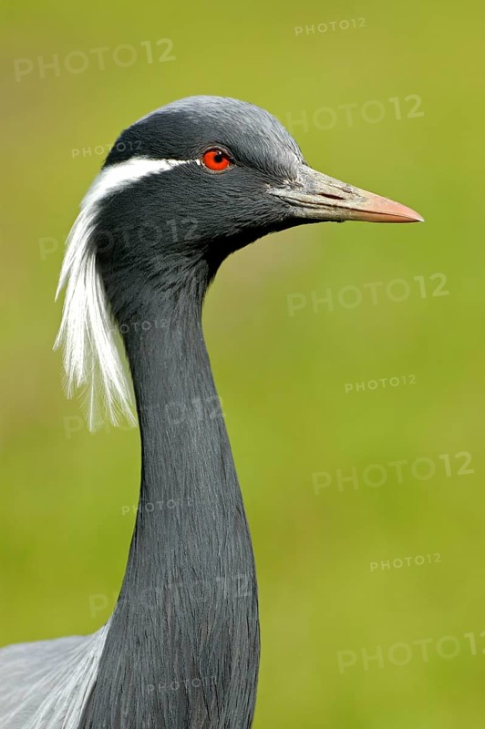 Jungfernkranich (Anthropoides virgo), Portrait, captive, Zoo/Gehege, NRW, Deutschland