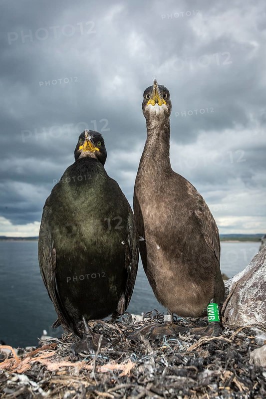 European Shag (Phalacrocorax aristotelis) adult and chick on nest, Farne Islands, United Kingdom