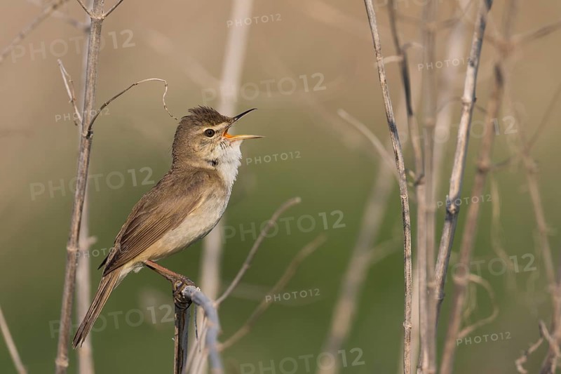 Blyths Reed Warbler - Buschrohrsänger - Acrocephalus dumetorum, Russia (Ural)