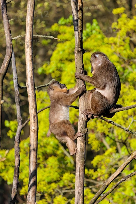 Two Drills (Mandrillus leucophaeus) playing high up in a tree. A green forest can be seen in the background