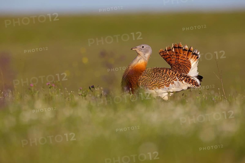 Great bustard (Otis tarda), Outarde barbue, Avutarda Común, Spain, Toledo, Hides De Calera / Great Bustard, Calera Y Chozas, Castilla La Mancha / Toledo, Spain