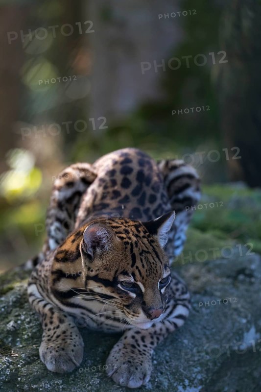 One female Ocelot, Leopardus pardalis, resting on a rock with dry and green vegetation in the background