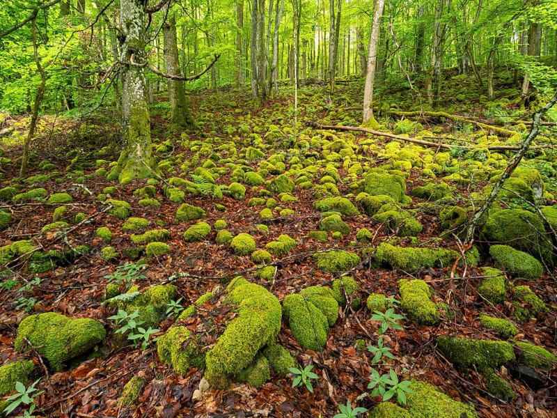 Basalt boulders, covered with moss, beside the Schwartzbach, in the Rhön UNESCO Biosphere nature reserve, county Bavaria, Germany