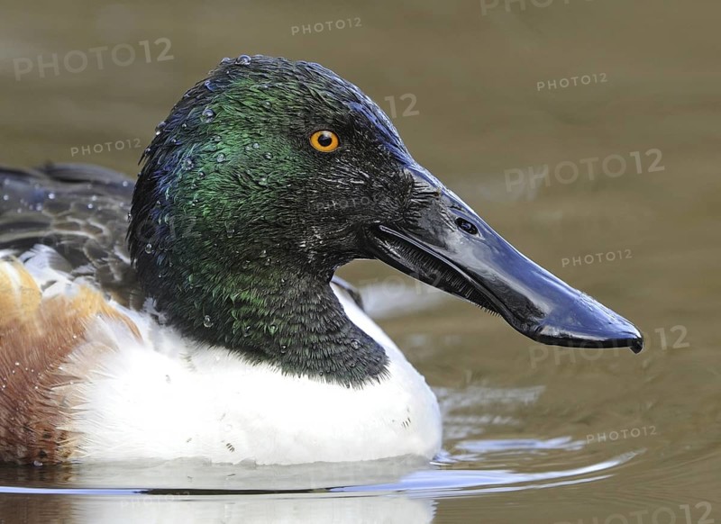 Northern Shoveler (Spatula clypeata) male, British Columbia, Canada