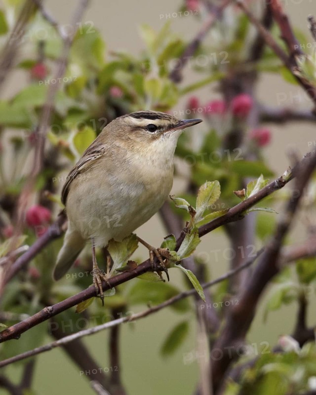 Sedge Warbler (Acrocephalus schoenobaenus), Schleswig-Holstein, Germany