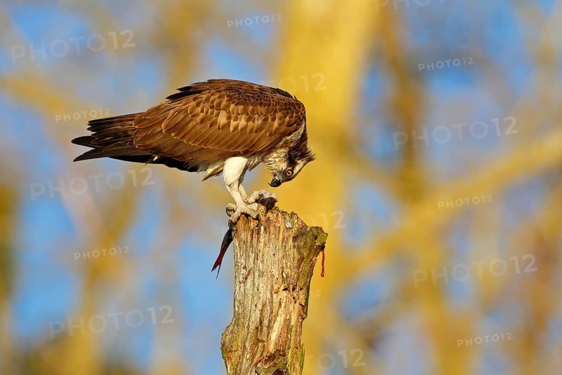 Western Osprey (Pandion haliaetus) eating a fish, Mecklenburg-Western Pomerania, Germany