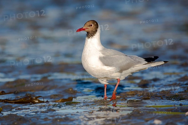 Black-headed Gull (Chroicocephalus ridibundus), Seahouses, United Kingdom