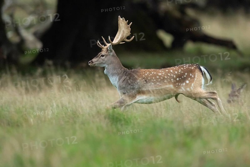 Male fallow deer (dama dama) in the run, Klamptenborg, Copenhagen, Denmark