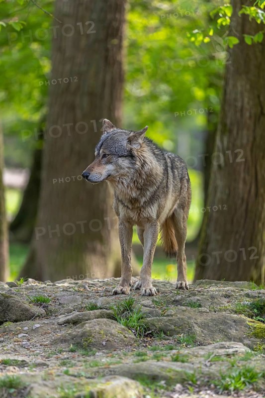 One eurasian gray wolf (Canis lupus lupus) standing on a rock in an open forest. Grass, logs and trees in the background