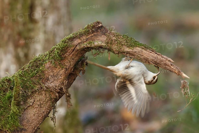 Eurasian Treecreeper (Certhia familiaris), Rhineland-Palatinate, Germany