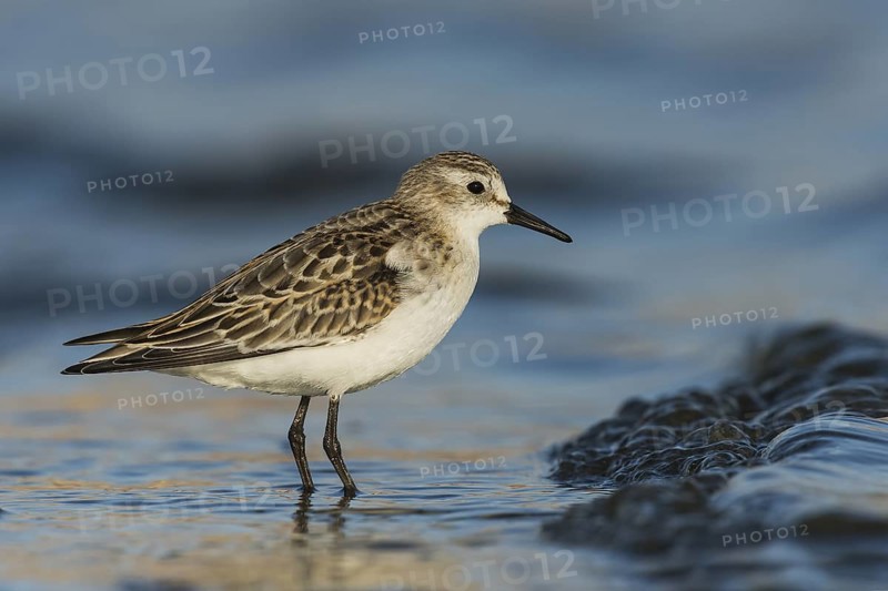 Little Stint (Calidris minuta), Eilat, Israel
