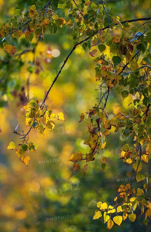 Laubwald mit Ästen bunter Herbstblätter einer Pappel (Populus spec.) in gelben und roten Farben im Sonnenlicht, Heidelberg, Baden-Württemberg, Deutschland