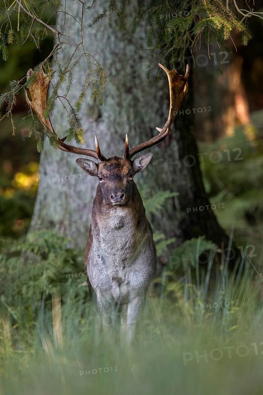 The rut reaches its peak in a week and every day I can observe new fallow deer (Dama dama) in the vicinity of the rutting area, autumn, rut, fallow deer rut, October, Germany