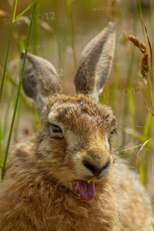 European brown hare (Lepus europaeus) adult animal yawning, Suffolk, England, United Kingdom
