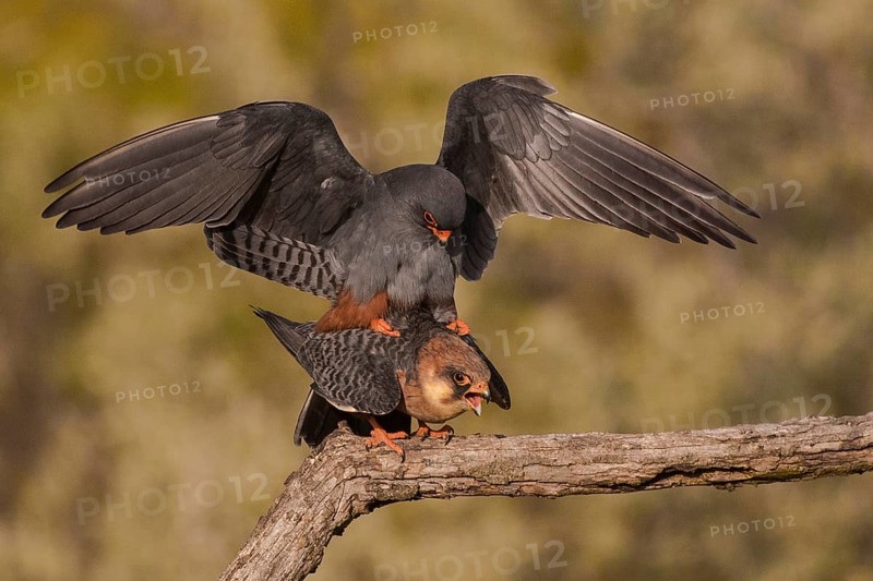 Red-footed Falcon (Falco vespertinus) pair mating, Subotica, Serbia