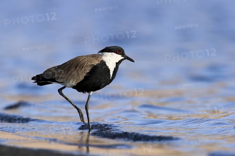 Spur-winged Lapwing (Vanellus spinosus) foraging, Eilat, Israel